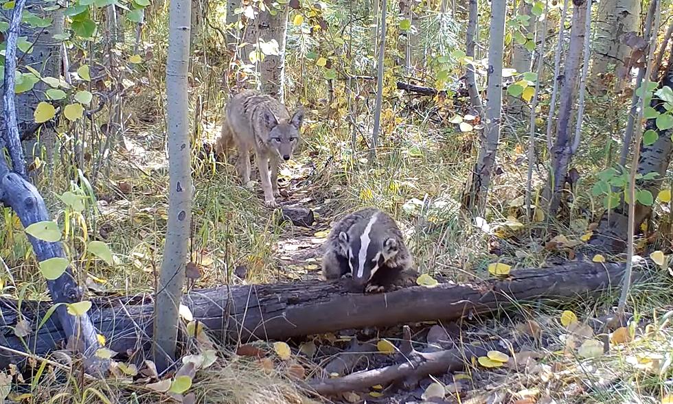 Trail Cam Video Shows Friendly Coyote and Badger Going for a Hike