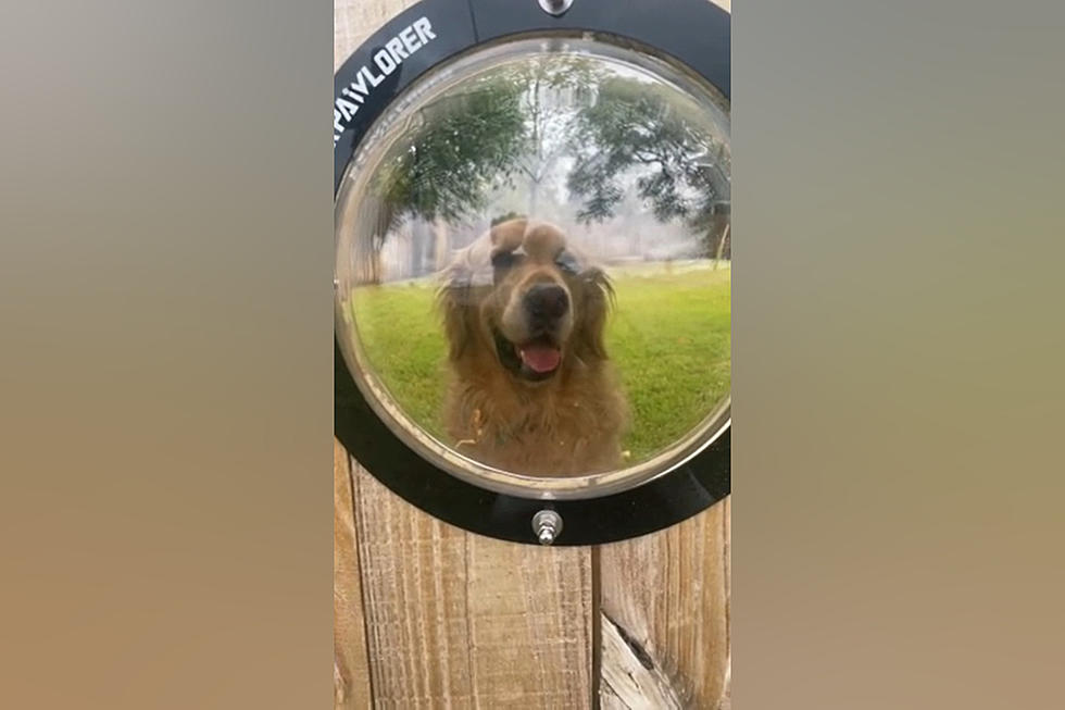 Genius Solves Problem of His Dog Wanting to See Thru the Fence