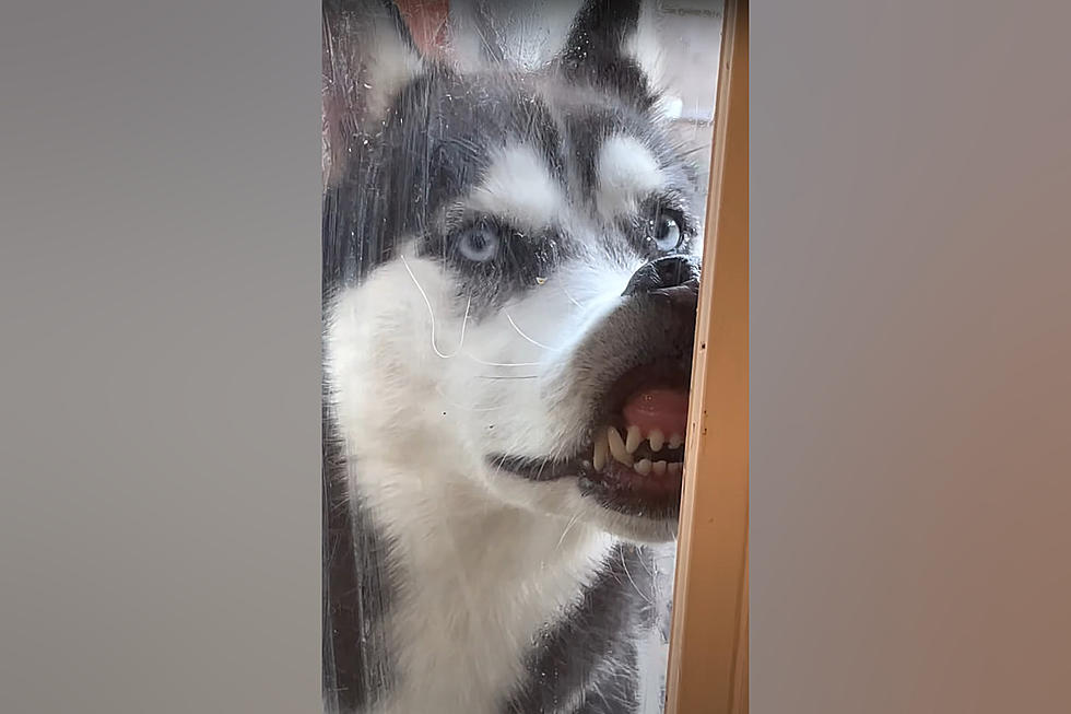 Illinois Husky Had a Hilarious Response to Family Getting a Cat