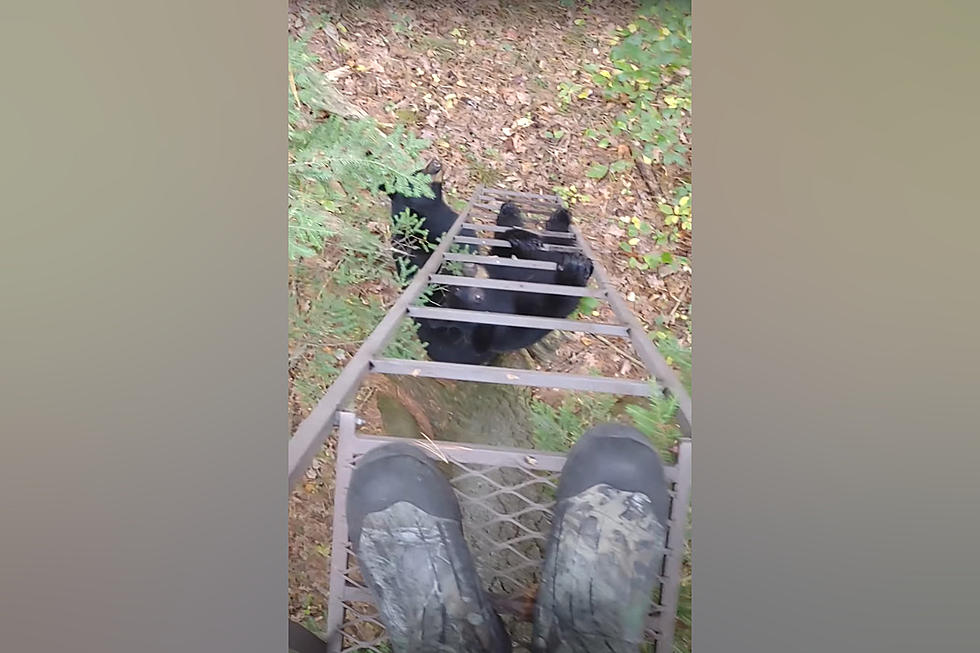 Midwest Hunter Shares Video of 2 Bears Trying to Climb His Stand