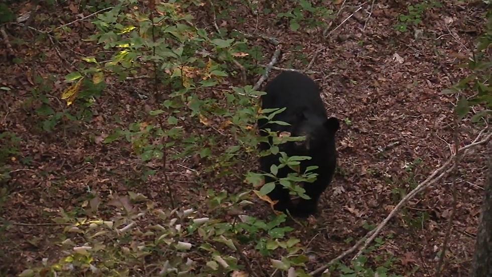 Missouri Bow Hunters Share Video of a Bear Under Their Stand