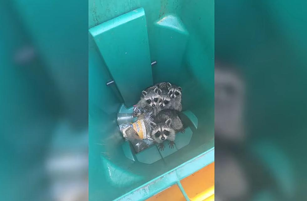 Missouri Family Shares Video of Raccoon Family Trapped in Trash