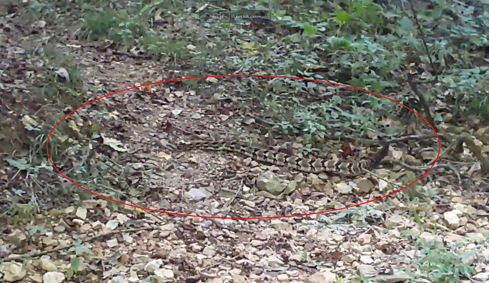 Missouri Hikers Share Video of their Path Blocked by Rattlesnake