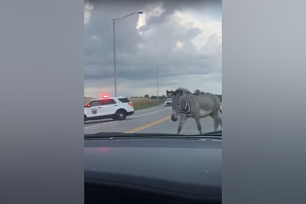 Wild Dashcam Video Shows the Zebras Running from Illinois Police