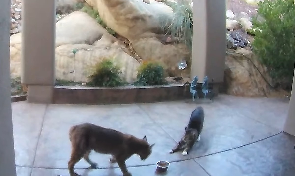 Watch House Cat Get Fierce When a Bobcat Tries to Steal its Food