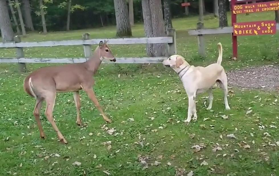 Midwest Guy Takes Dog Out on a Play Date with a Deer Named Spike