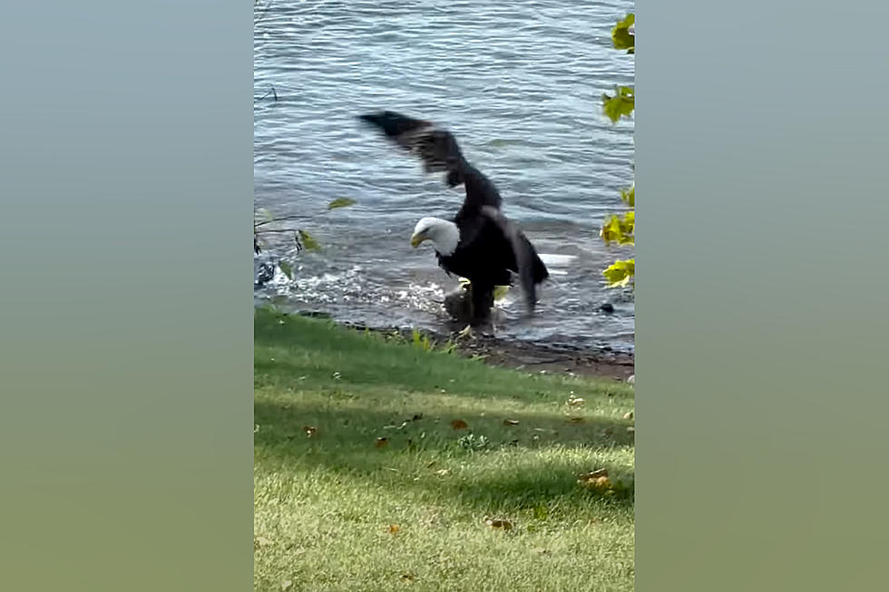 Watch a Midwestern Bald Eagle Haul In a Huge Carp