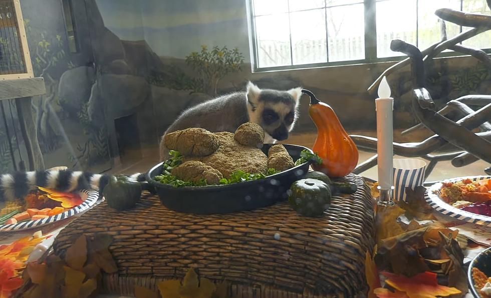 Watch Lemurs Chow Down on a Thanksgiving Feast at Illinois Zoo