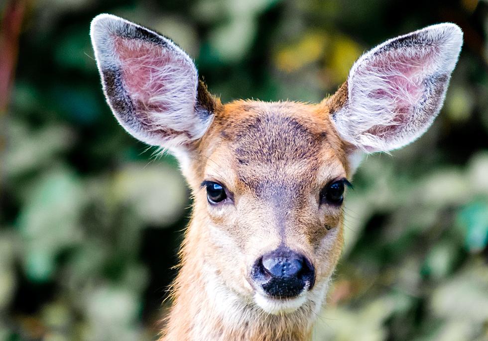 Police Warn Missouri Drivers to Watch Out for ‘Lusty Deer’