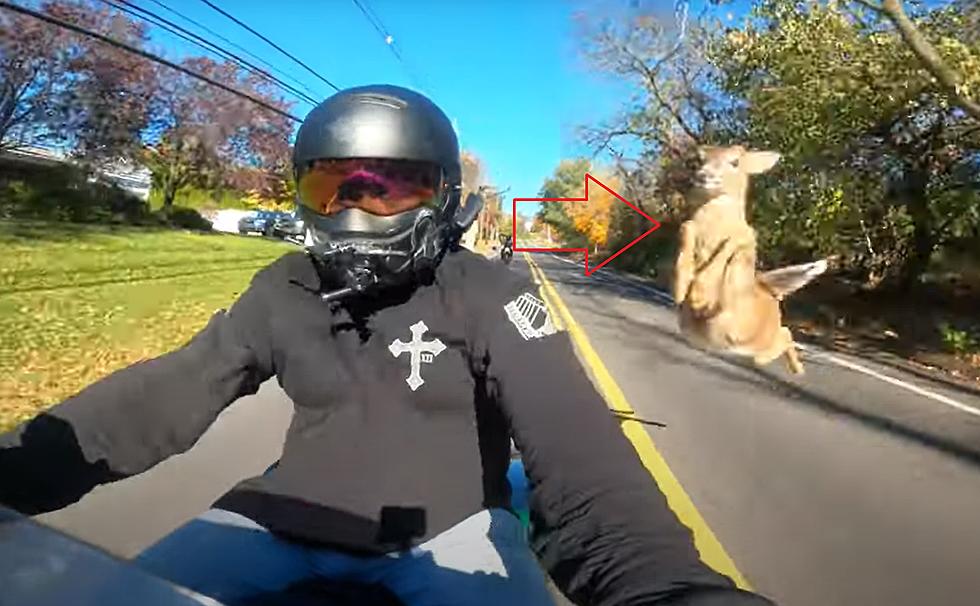 Wild Video Shows a Deer Jumping Over a Motorcyclist