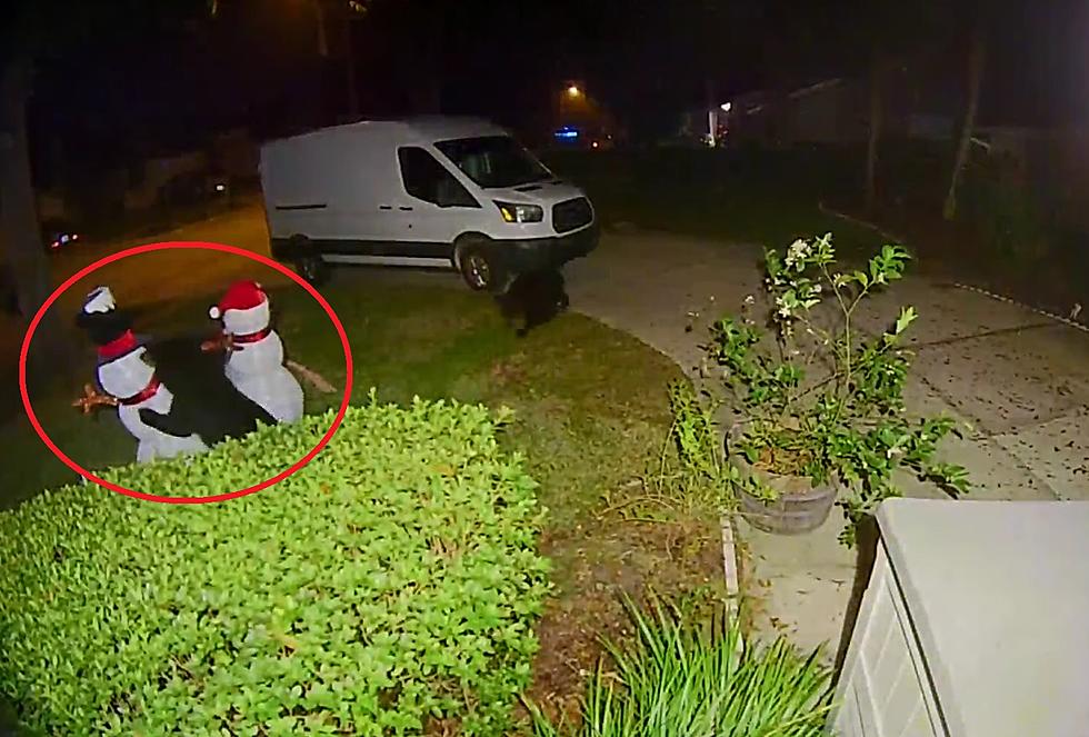 Watch a Bear Cub Completely Eviscerate a Fake Snowman