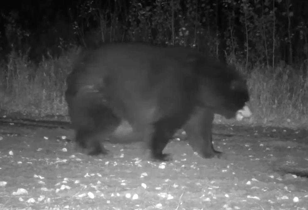 Midwest Trail Cam Reveals One Big A** Bear Who Ate All of It