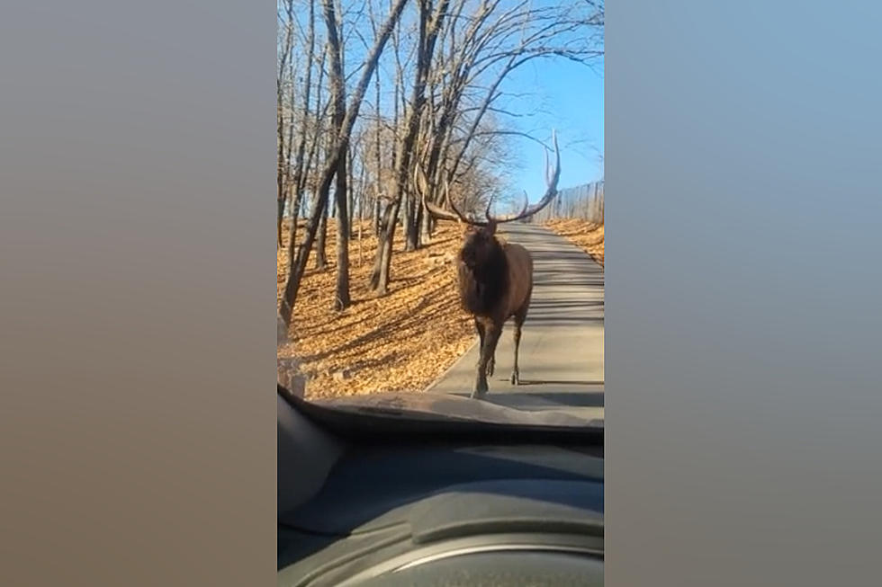Watch St. Louis Driver Nearly Get Run Over By a Bull Elk
