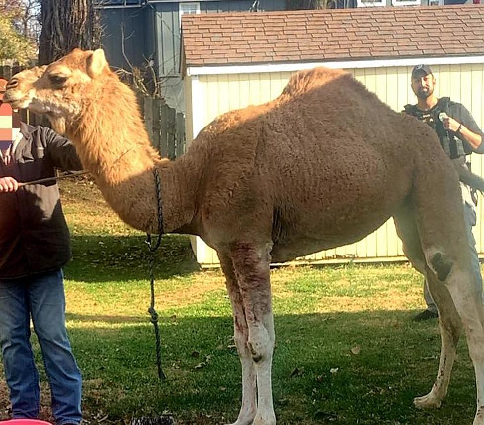 Police Just Chased a Someone&#8217;s Pet Camel Through Kansas City