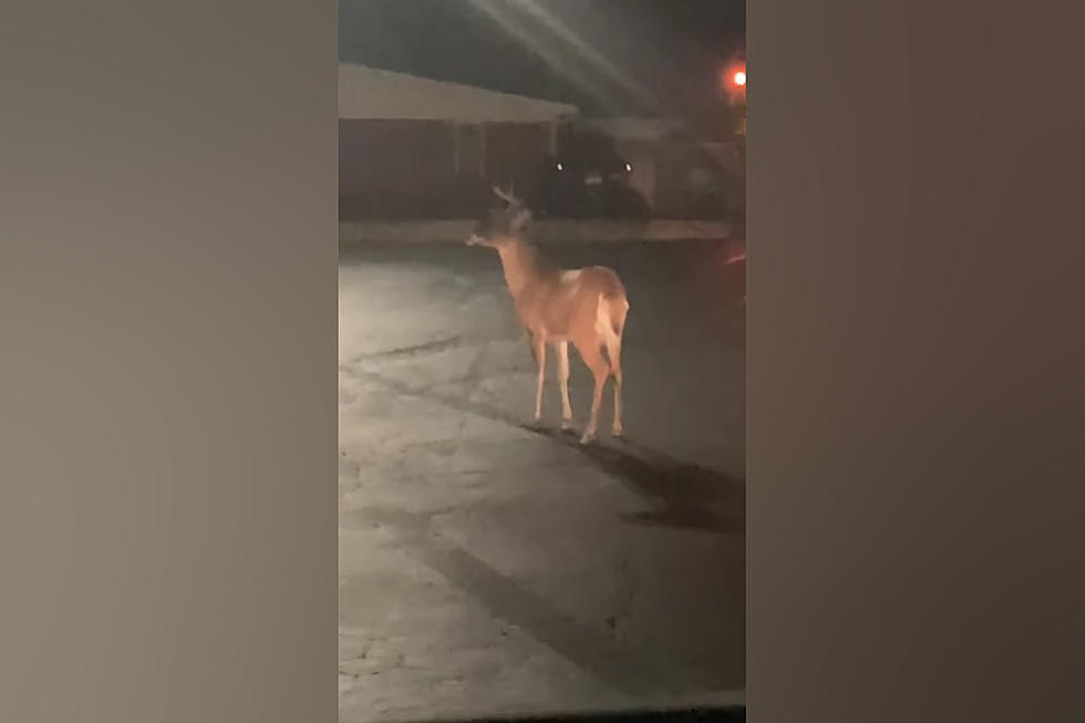 Rudolph? – Video Shows Deer in Quincy Subway Parking Lot