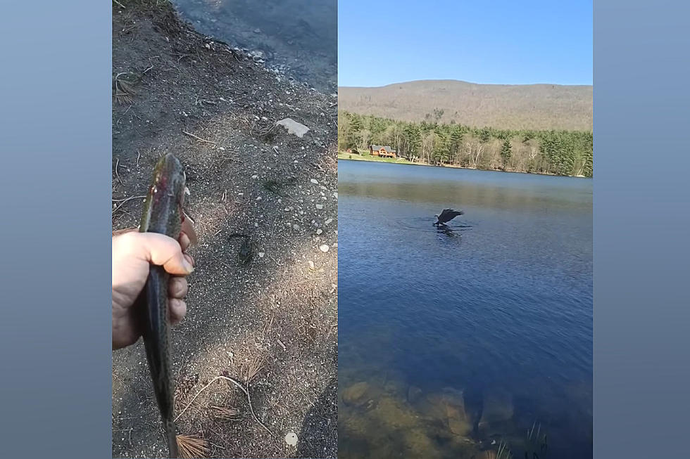 Watch a Brave Fisherman Feed a Trout to a Majestic Bald Eagle