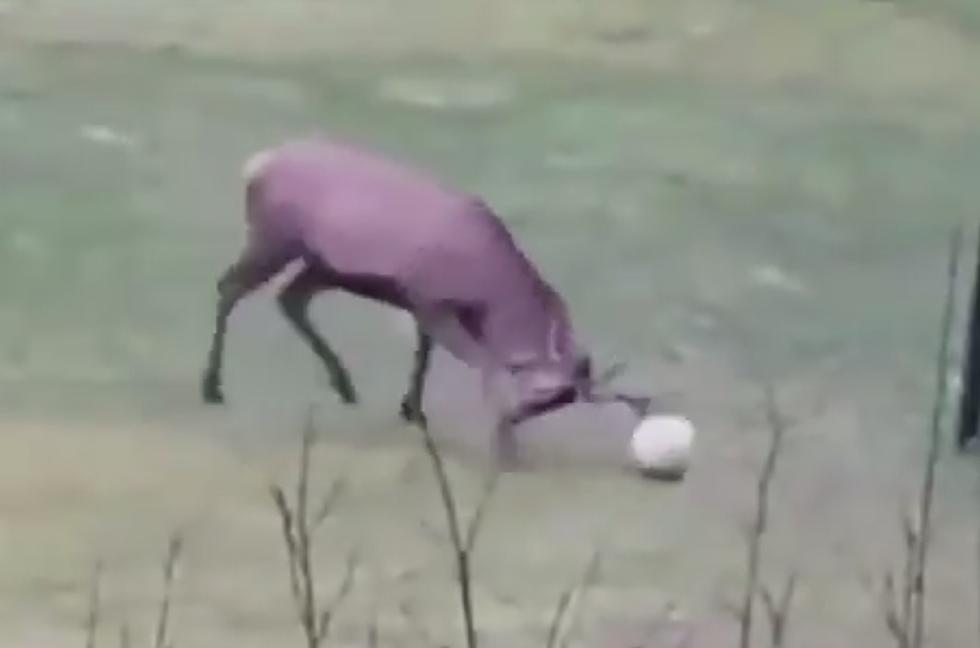 Meet Soccer Deer Who Shoots, Scores a Goal and Celebrates