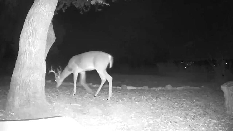 Family's Backyard Security Camera Appears to Show a Ghost Deer