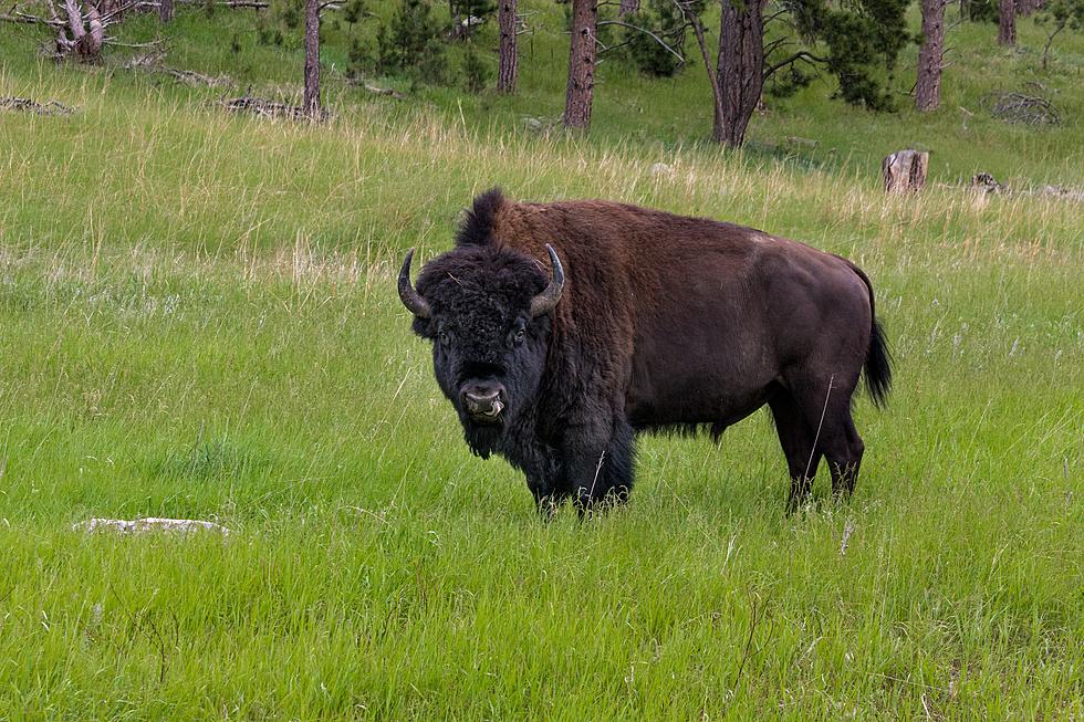 Tyson the Bison Spotted Grazing in Illinois Neighborhood