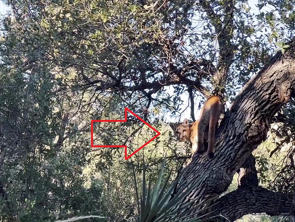 Video of Hiker Being Stalked by a Mountain Lion in a Tree