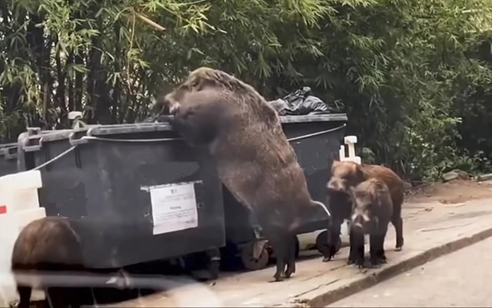 Is It Possible There&#8217;s a &#8216;Pigzilla&#8217; Loose in the Missouri Woods?