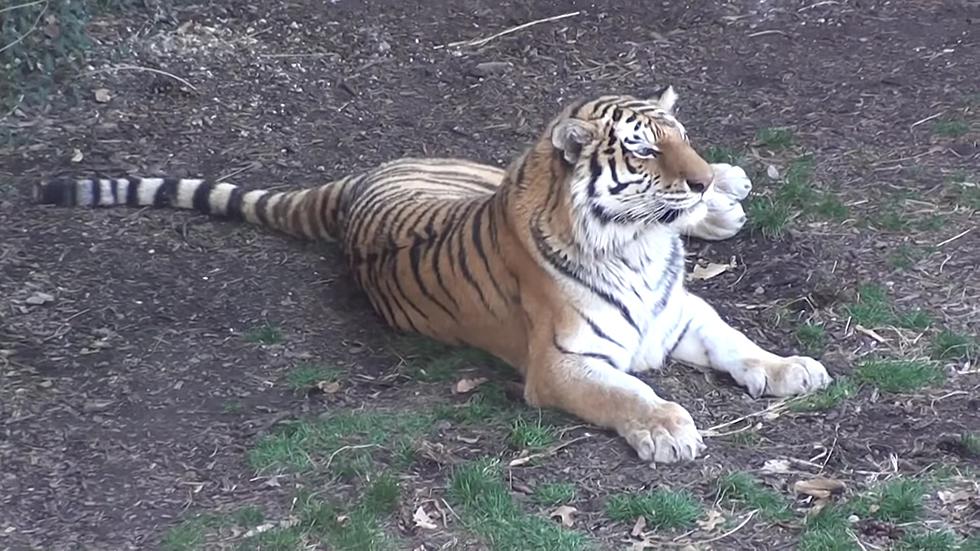 Amur tiger  Saint Louis Zoo