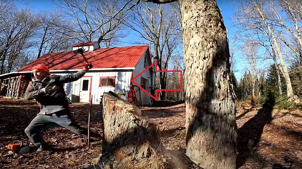 Timber &#8211; Guy Saves Money Cutting Down Own Tree, Regrets It