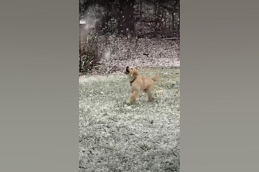 See Illinois Dog Named Buddy Experience Joy of Snow for 1st Time