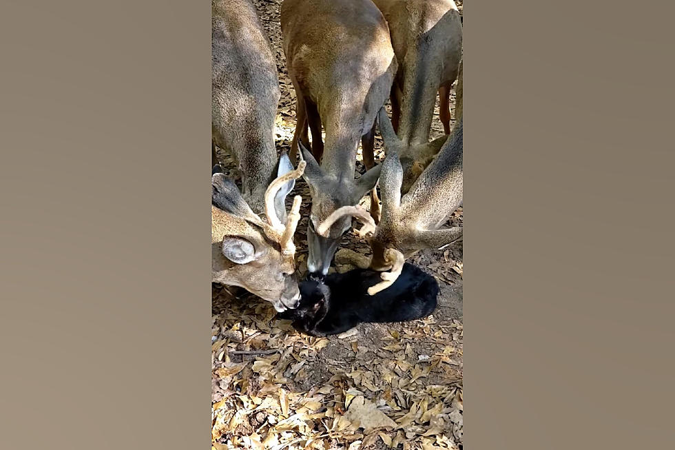 It’s Video of a Deer Herd Licking a Cat and I Think I Know Why