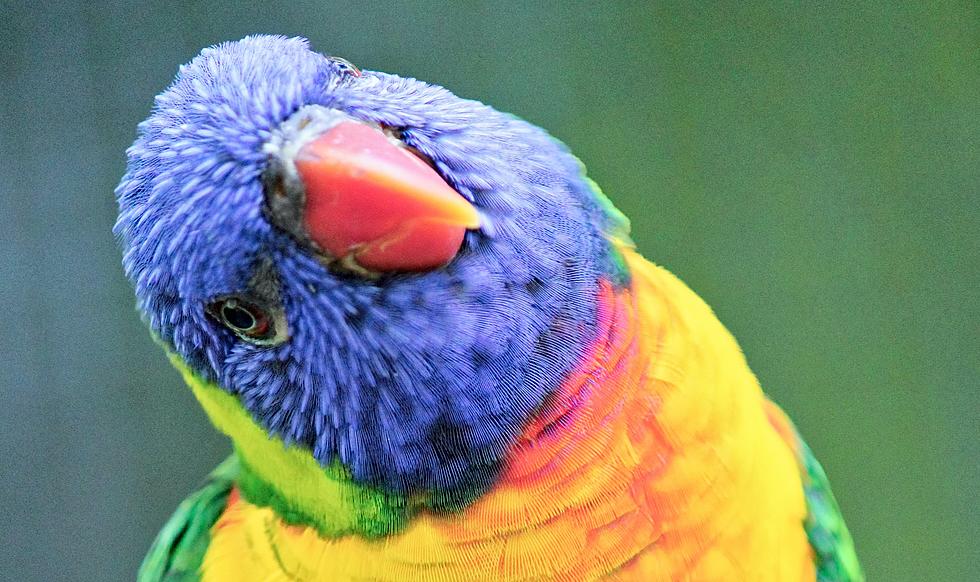 Former Hollywood Madam Setting Up Parrot Sanctuary in Missouri