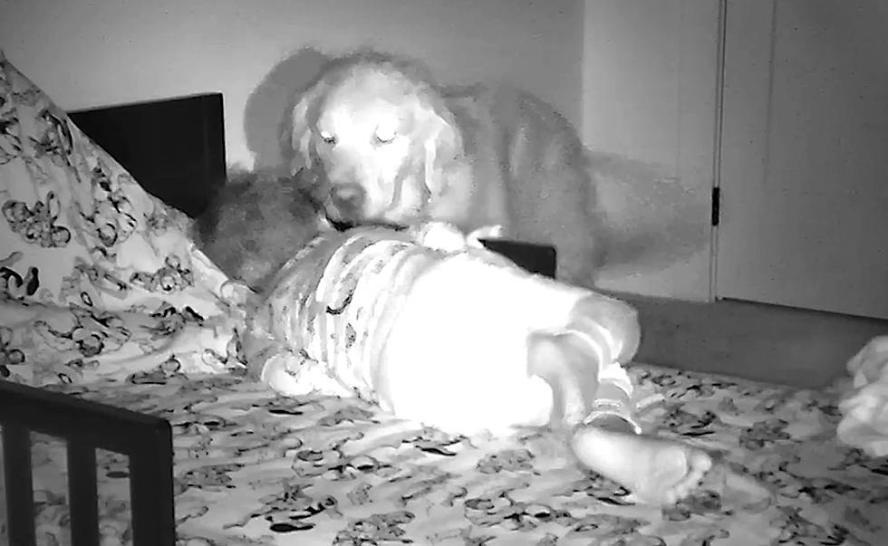 Iowa Family’s Security Cam Shows Dog Checks on Son Every Night