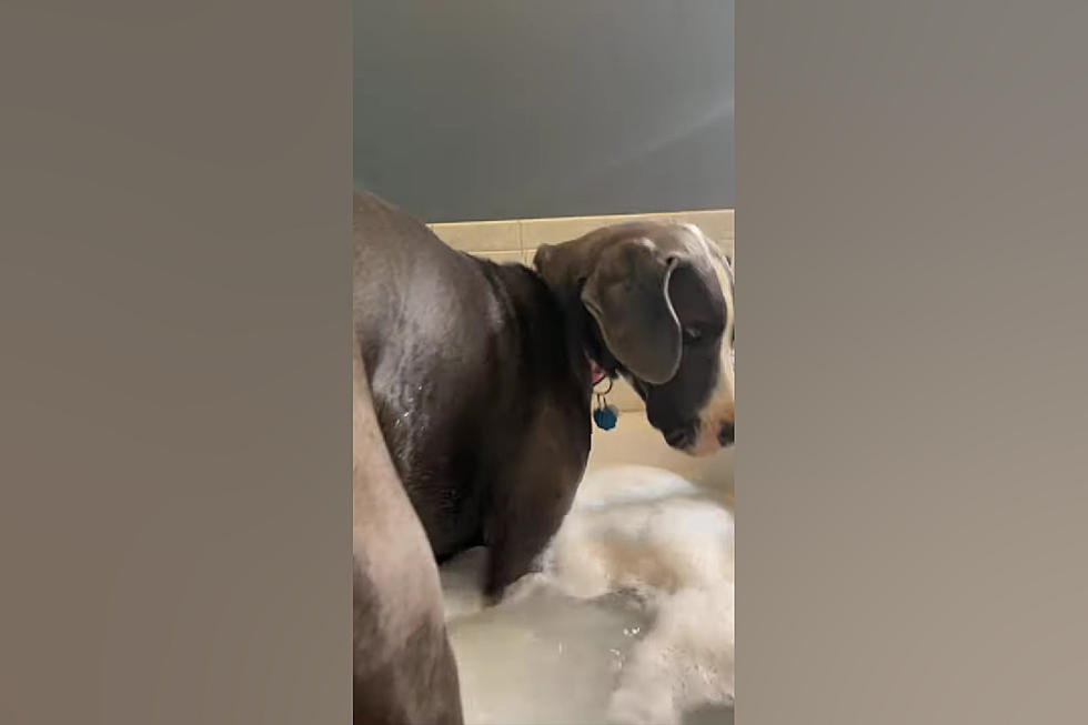 Missouri Dog Doesn&#8217;t Know She&#8217;s Not Supposed to Bathe with Owner