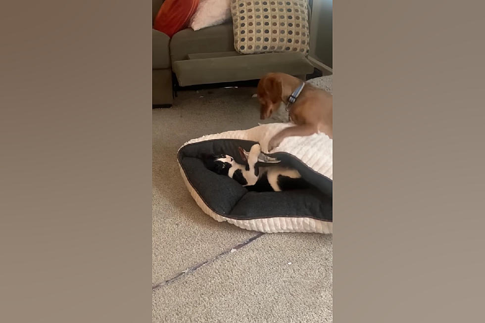 Missouri Dog Ticked Off that His Cat Friend Has Stolen His Bed