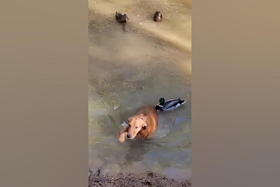 Watch Missouri Ducks Throw Down on Dogs Invading Their Stream