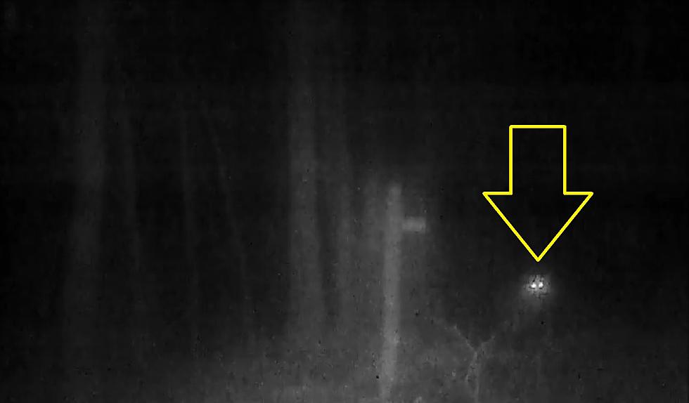 Owl? - Strange Creature Appeared on a Missouri Trail Cam Video