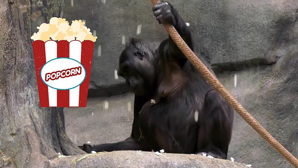 Watch Illinois Zoo Animals Celebrating National Popcorn Day