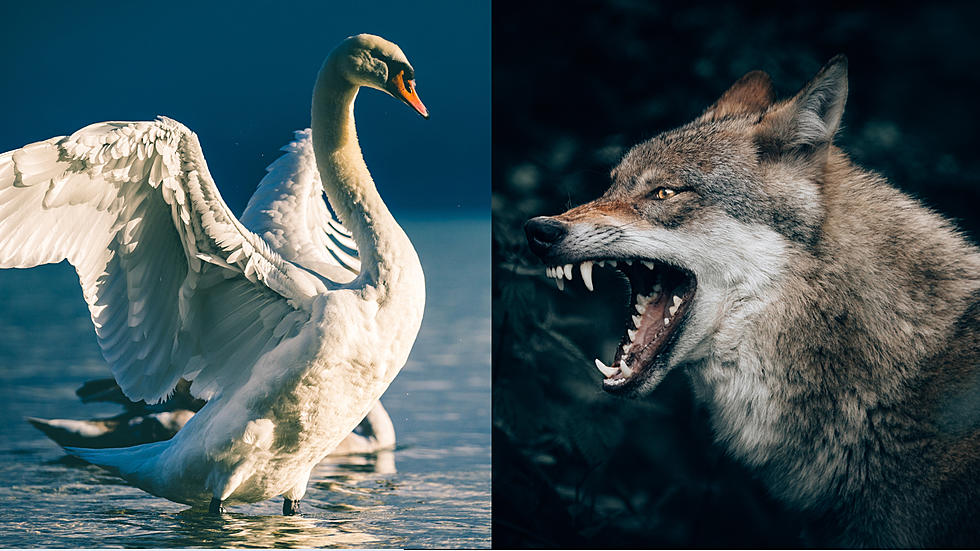Watch a Missouri Swan Have a Stare Down with a Coyote