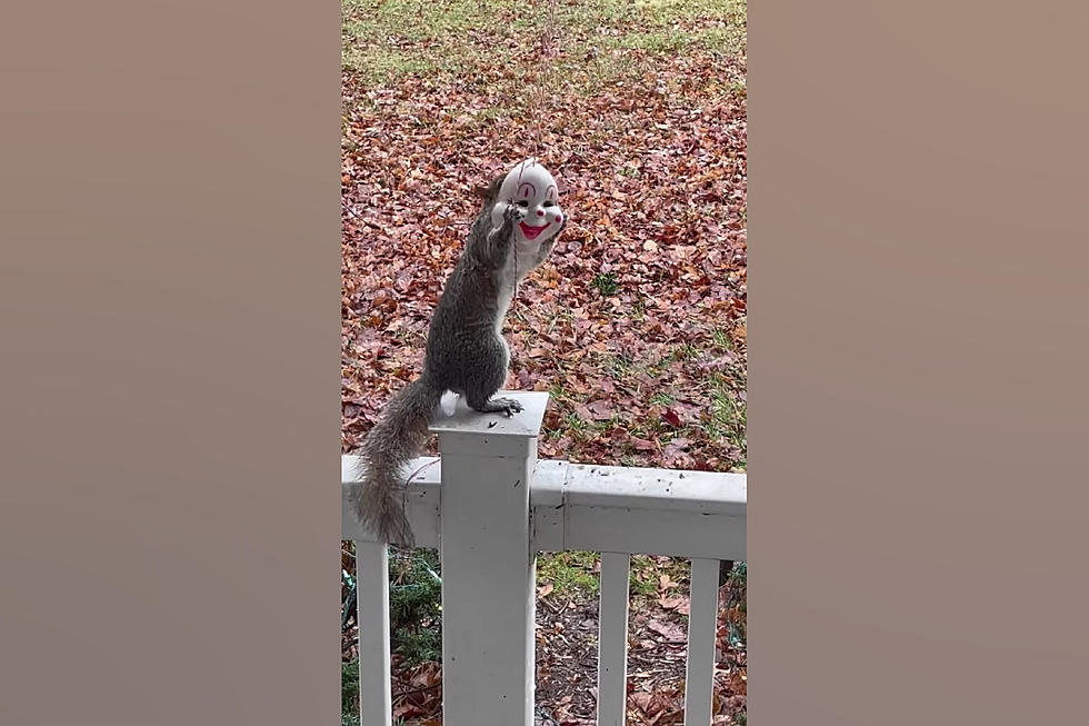 Backyard Squirrel Makes All of our Clown Nightmares Come True
