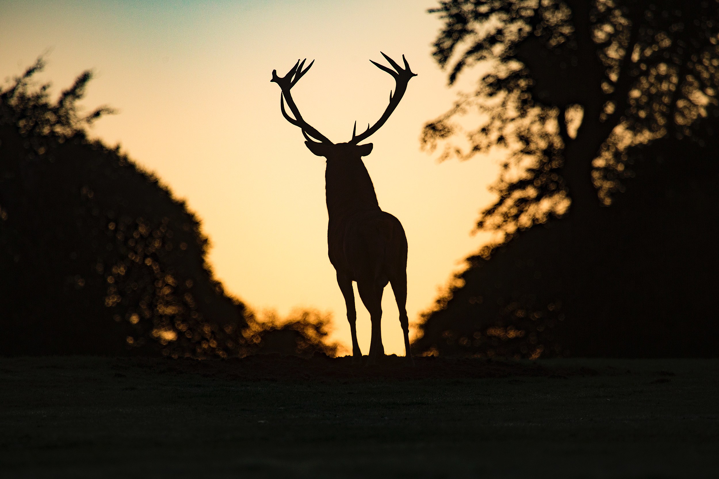 hannibal stag silhouette