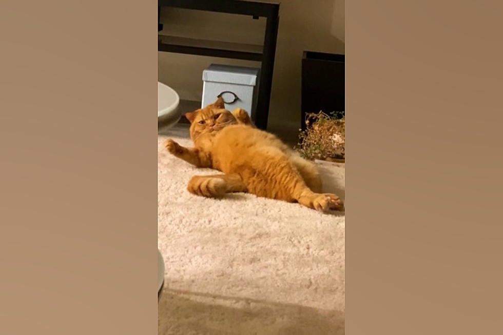 Watch an Illinois Cat Imitate Garfield While Perfecting Sleep
