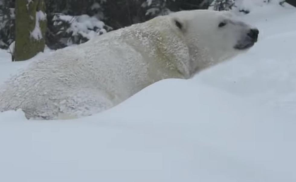 Watch an Illinois Zoo Polar Bear Enjoy Snow Way More Than You
