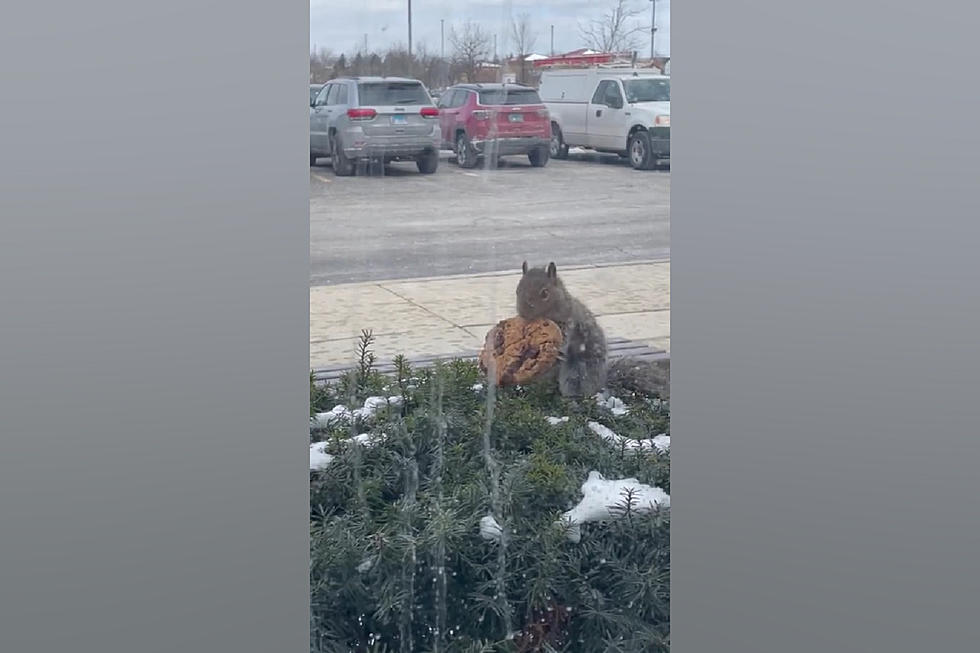 Chipotle Diners Watch Illinois Squirrel Pull Cookie Out of a Bush