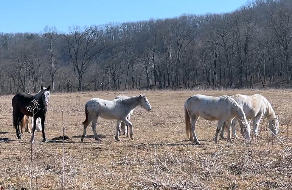 Did You Know there are Wild Horses in Missouri?