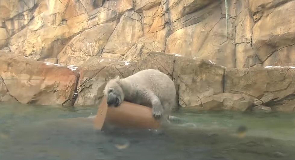 Watch an Illinois Zoo Polar Bear Go Wild With a New Pool Toy