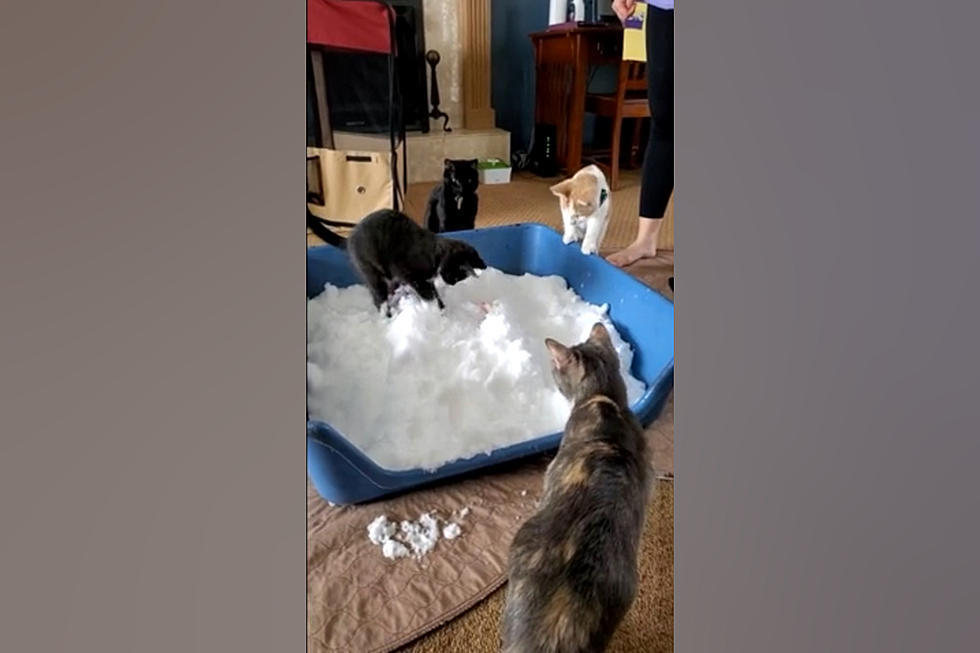 Quincy Family Introduces Snow to Cats, Hilarity Ensues