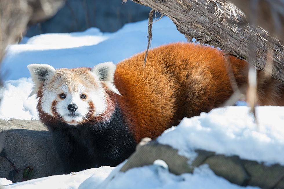 St. Louis Zoo Has a Brand New Red Panda Named Winnie