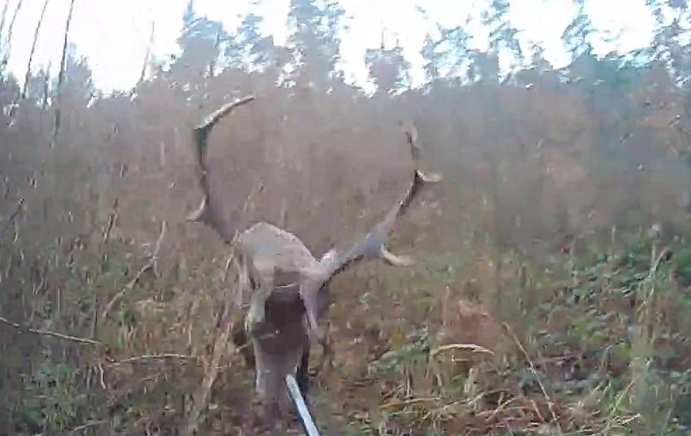 Hunter Becomes Hunted &#8211; Watch Huge Buck Decide to Clobber Hunter