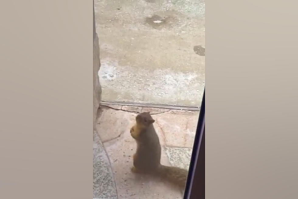 Midwest Woman Trapped at Work as She’s Being Stalked by Squirrel