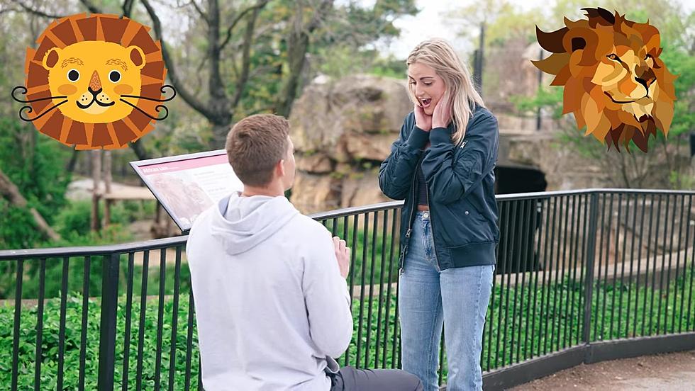 Watch a Guy Propose in Front of the Lions at the St. Louis Zoo