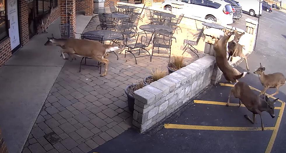 Wild Video Shows Herd of Deer Crashing into Midwest Irish Pub
